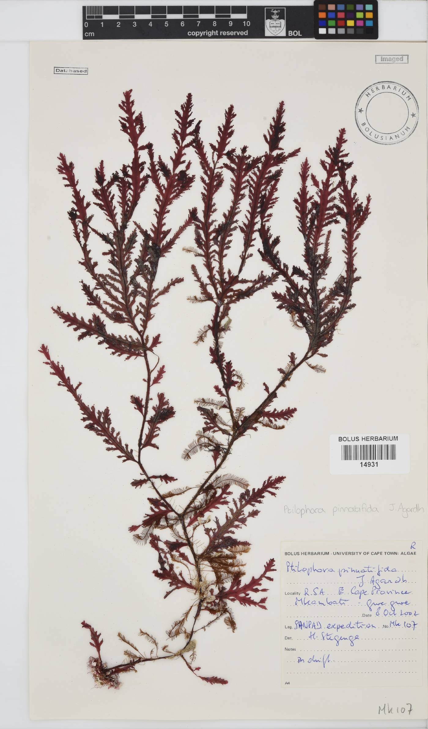Ptilophora pinnatifida image