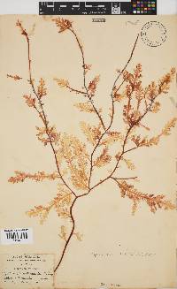 Ptilophora pinnatifida image
