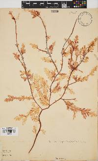 Ptilophora pinnatifida image