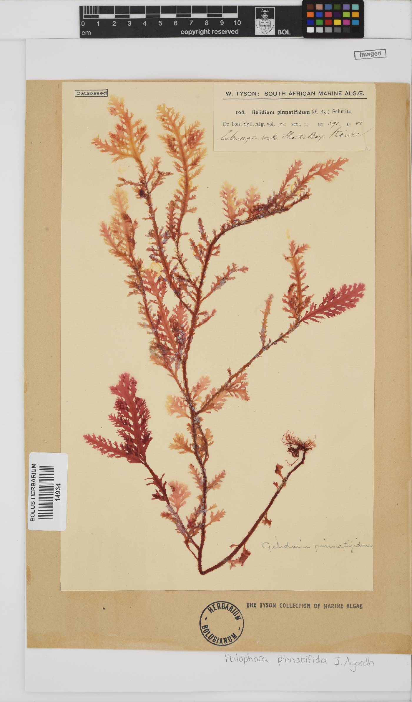 Ptilophora pinnatifida image