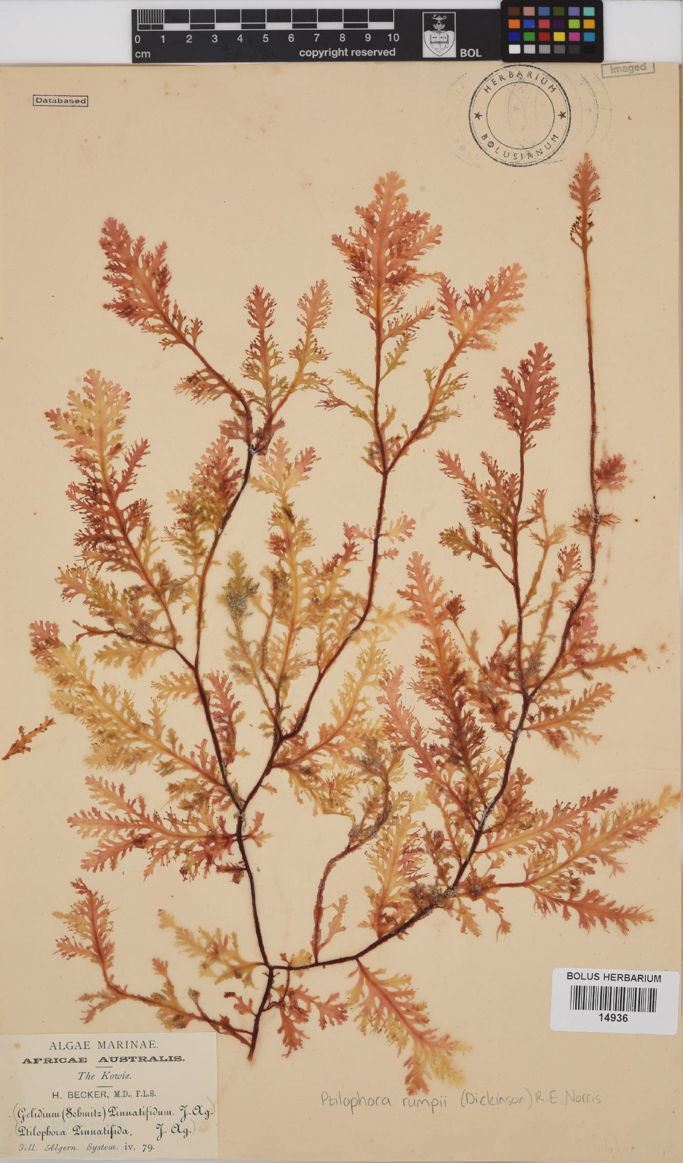 Ptilophora rumpii image