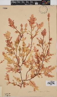 Ptilophora pinnatifida image