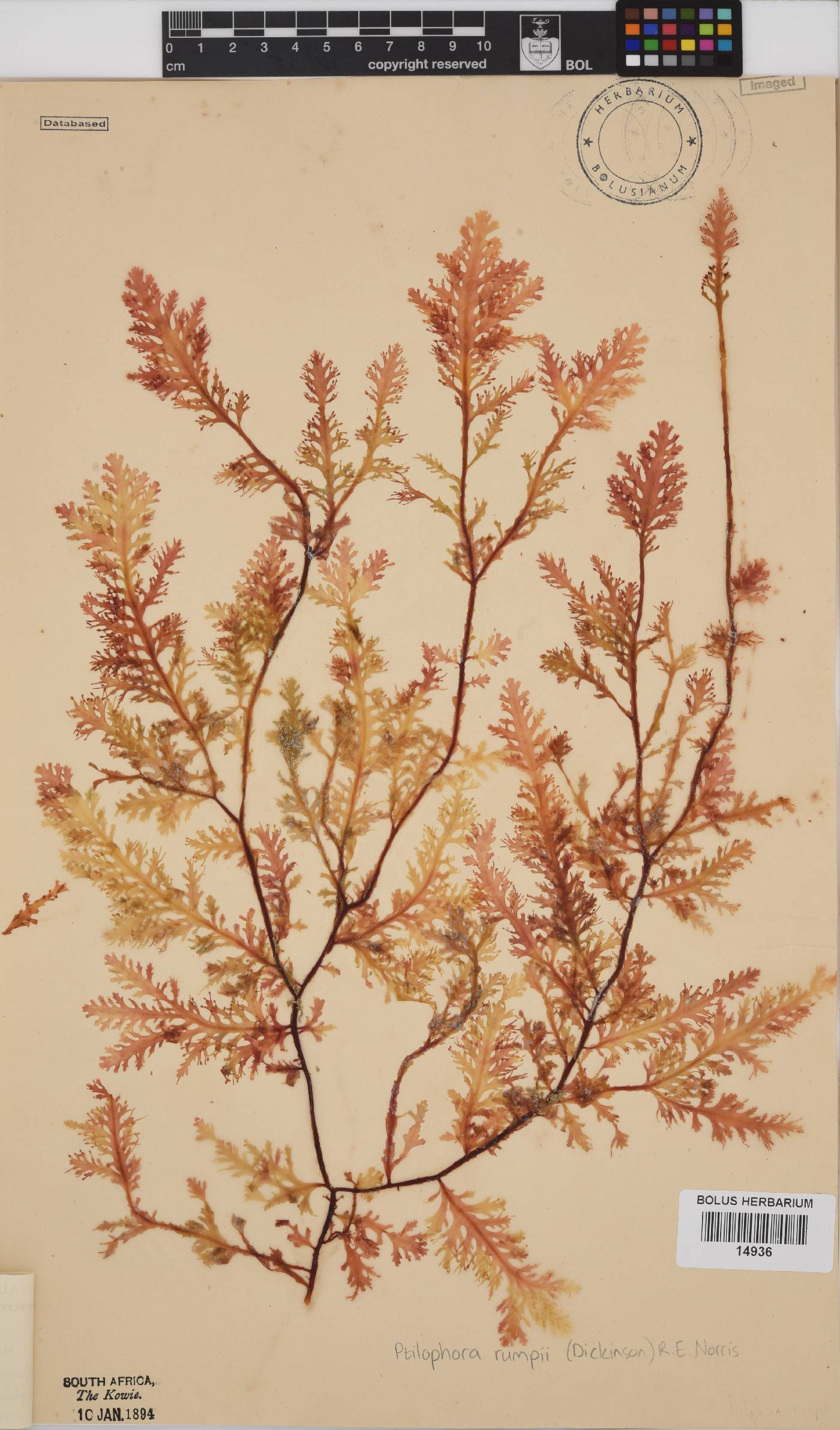 Ptilophora pinnatifida image