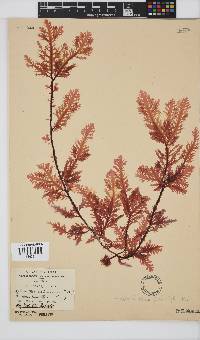 Ptilophora pinnatifida image