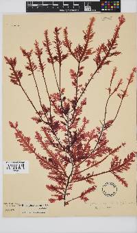 Ptilophora pinnatifida image