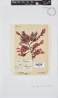 Ptilophora pinnatifida image