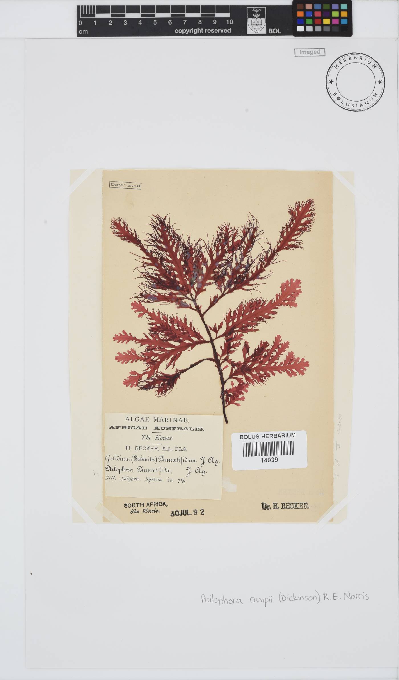 Ptilophora pinnatifida image