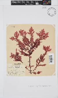 Ptilophora pinnatifida image