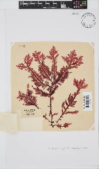 Ptilophora pinnatifida image