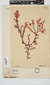 Ptilophora pinnatifida image