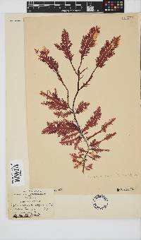Ptilophora pinnatifida image