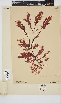 Ptilophora pinnatifida image