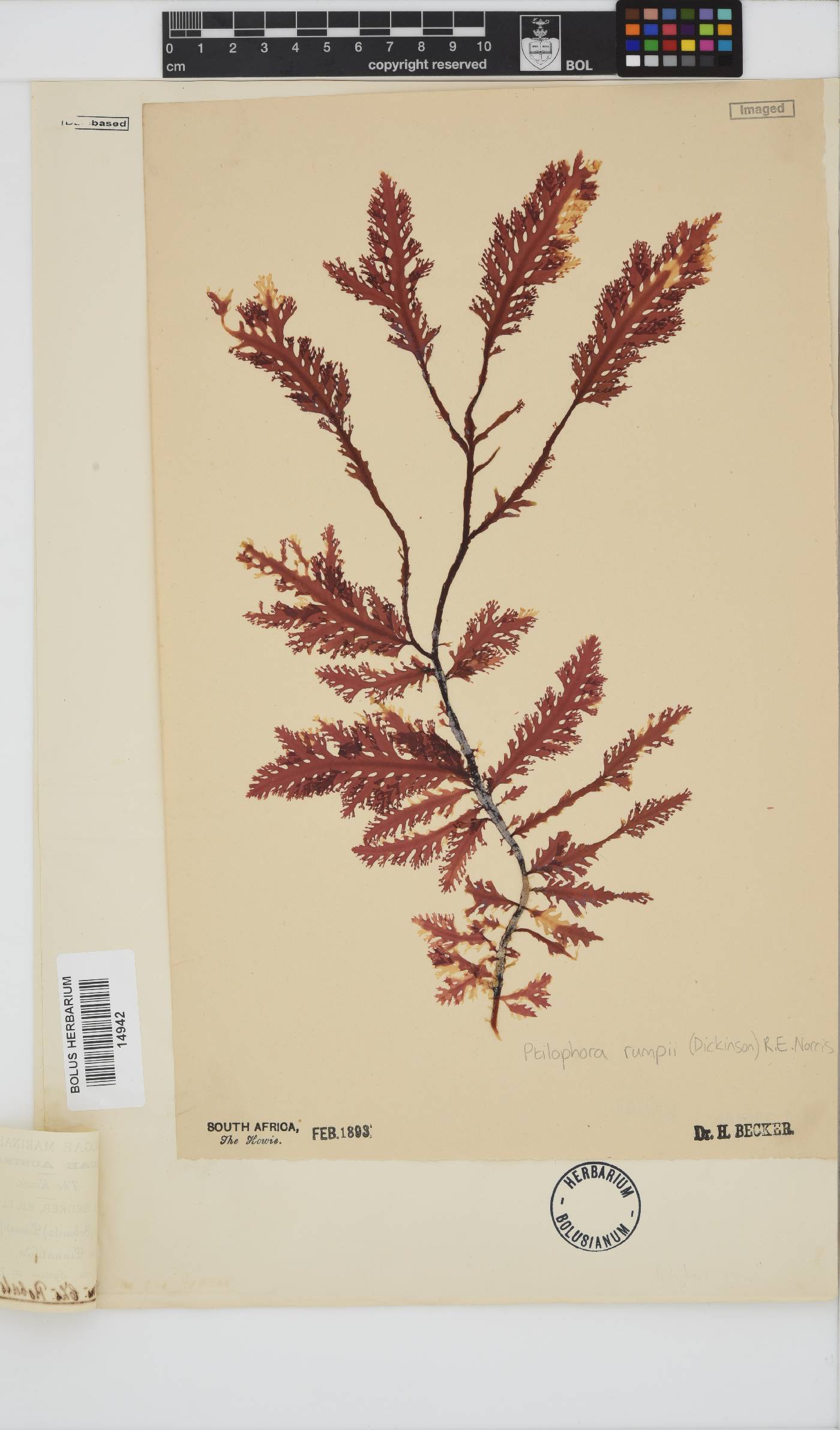 Ptilophora pinnatifida image
