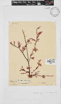 Ptilophora pinnatifida image