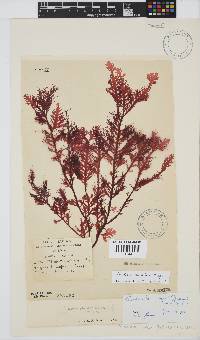 Ptilophora pinnatifida image