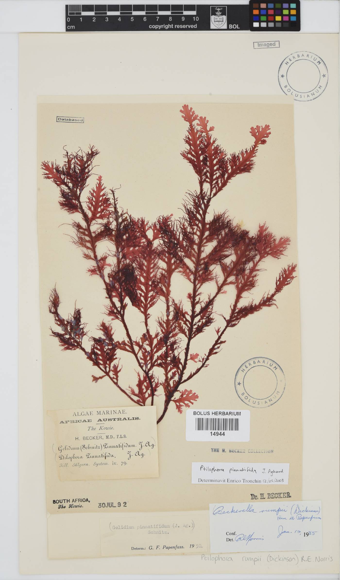 Ptilophora pinnatifida image