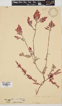 Ptilophora pinnatifida image