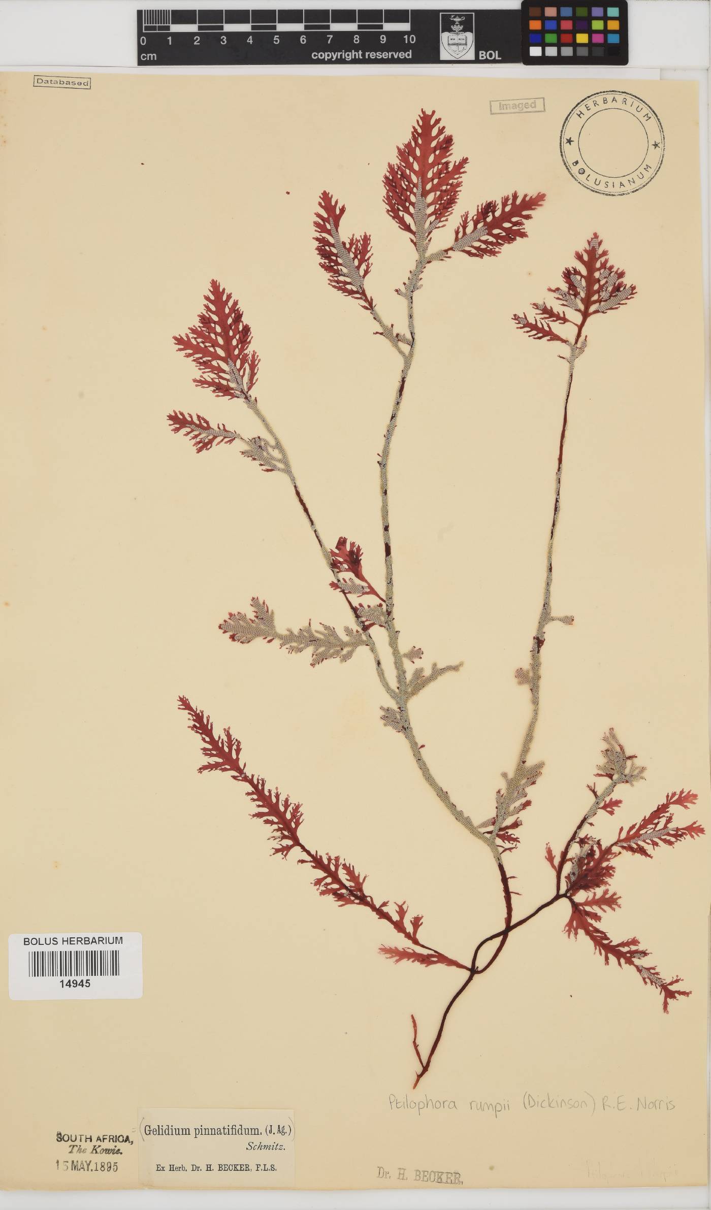 Ptilophora pinnatifida image
