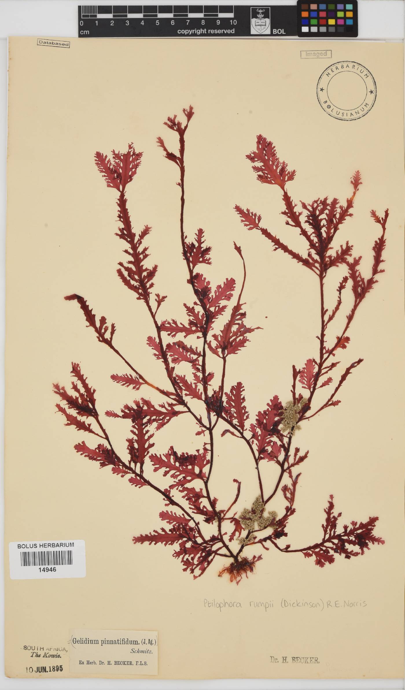 Ptilophora pinnatifida image