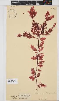 Ptilophora pinnatifida image