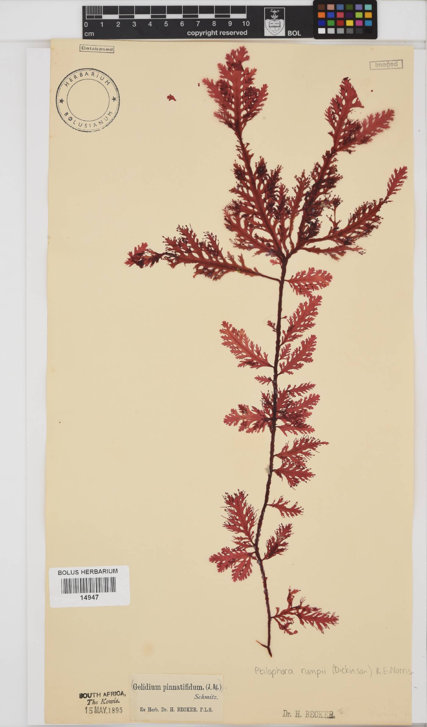 Ptilophora pinnatifida image