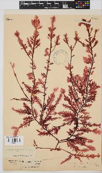 Ptilophora pinnatifida image