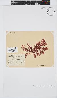 Ptilophora pinnatifida image