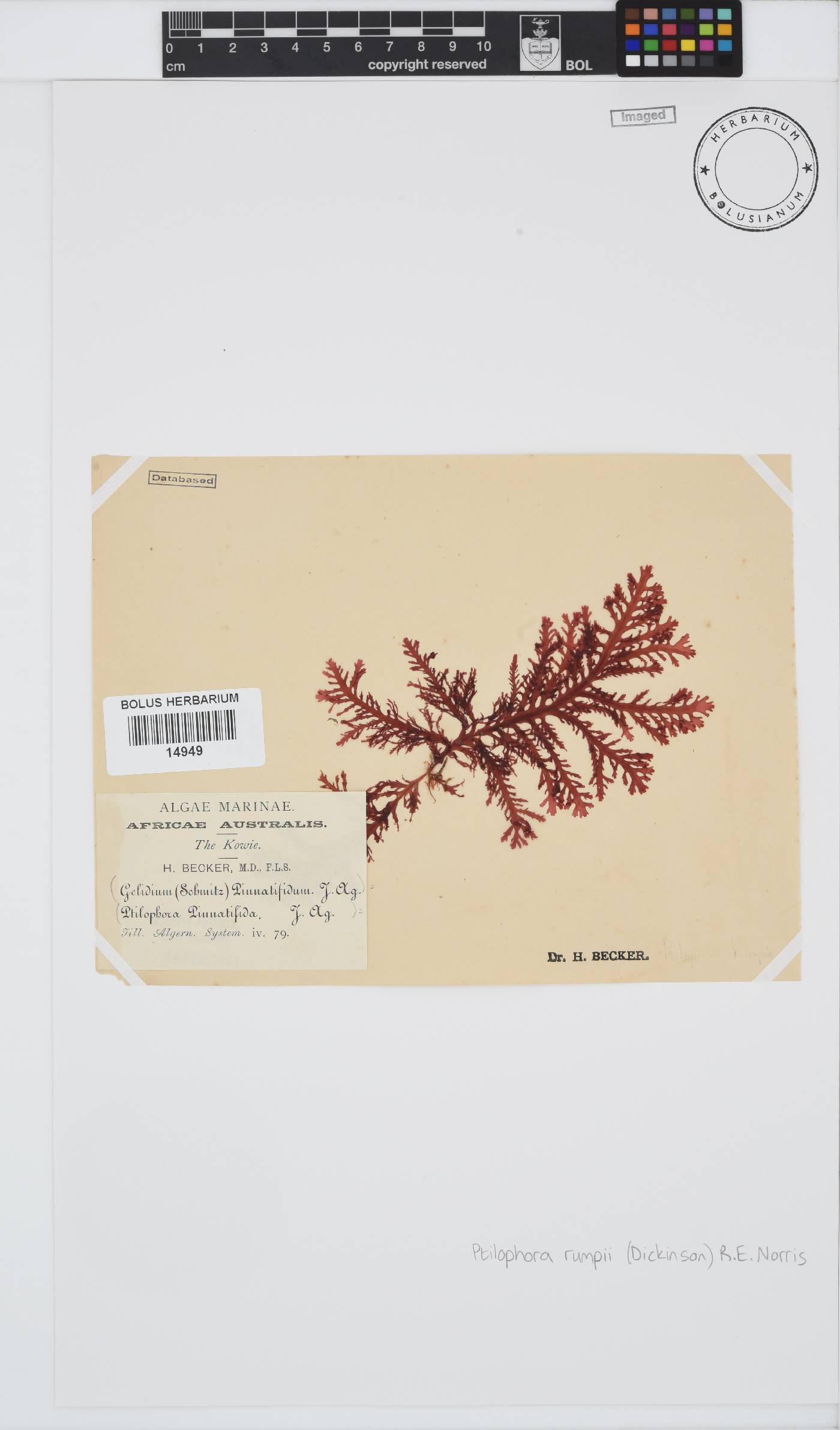 Ptilophora pinnatifida image
