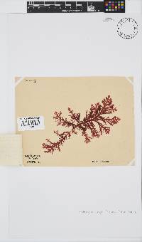 Ptilophora pinnatifida image
