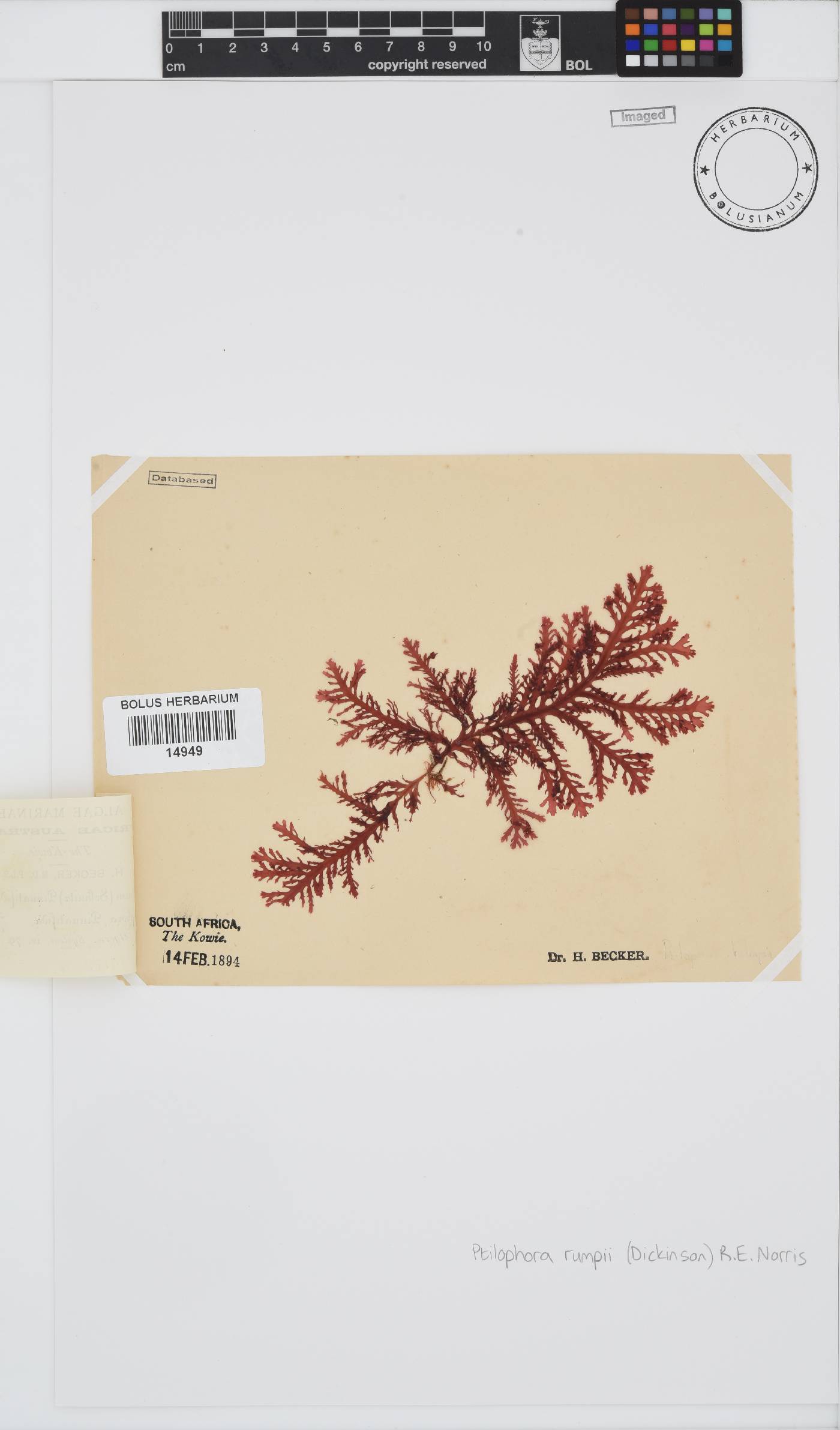 Ptilophora rumpii image