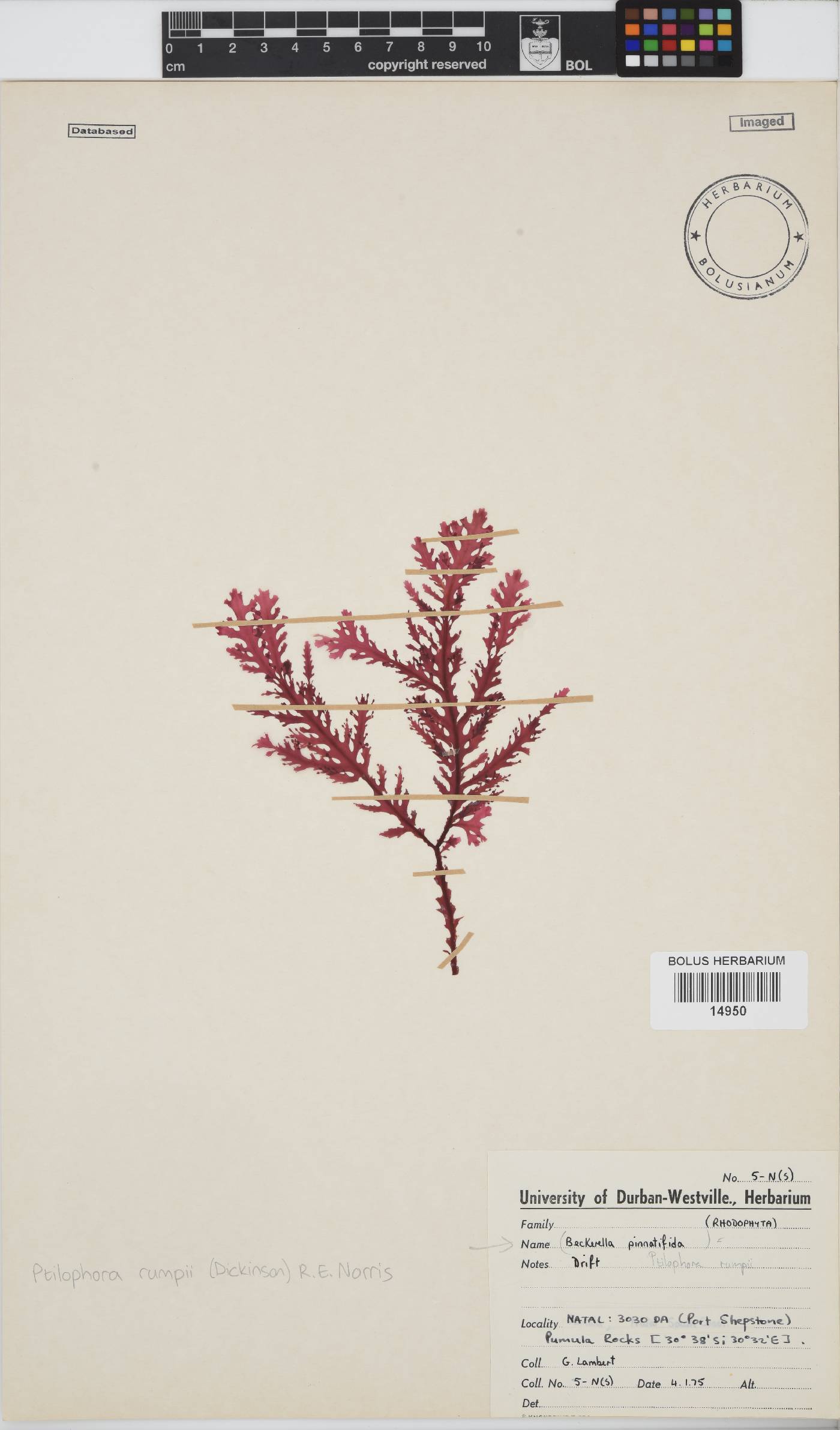 Ptilophora rumpii image