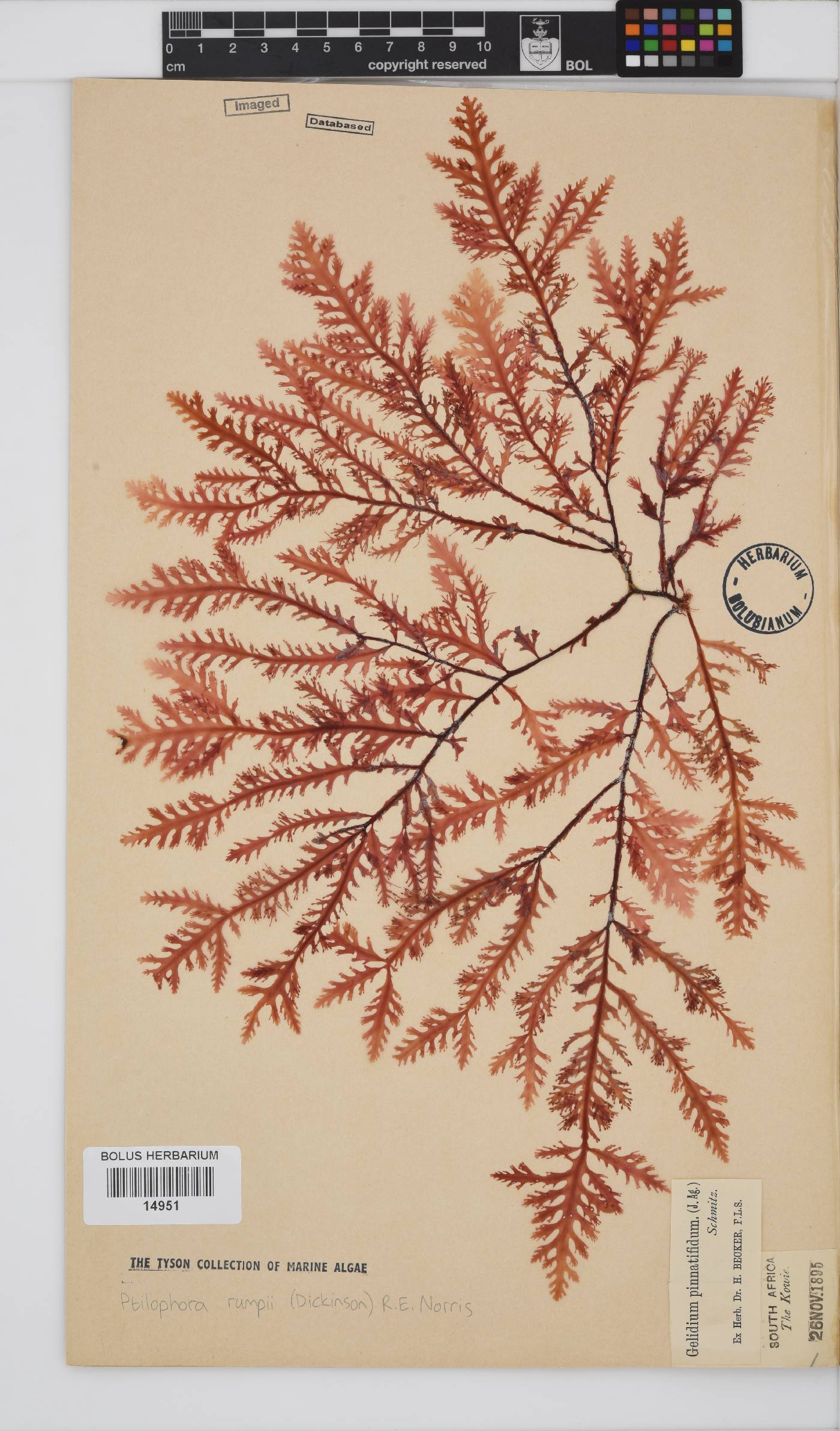 Ptilophora pinnatifida image