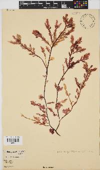 Ptilophora pinnatifida image