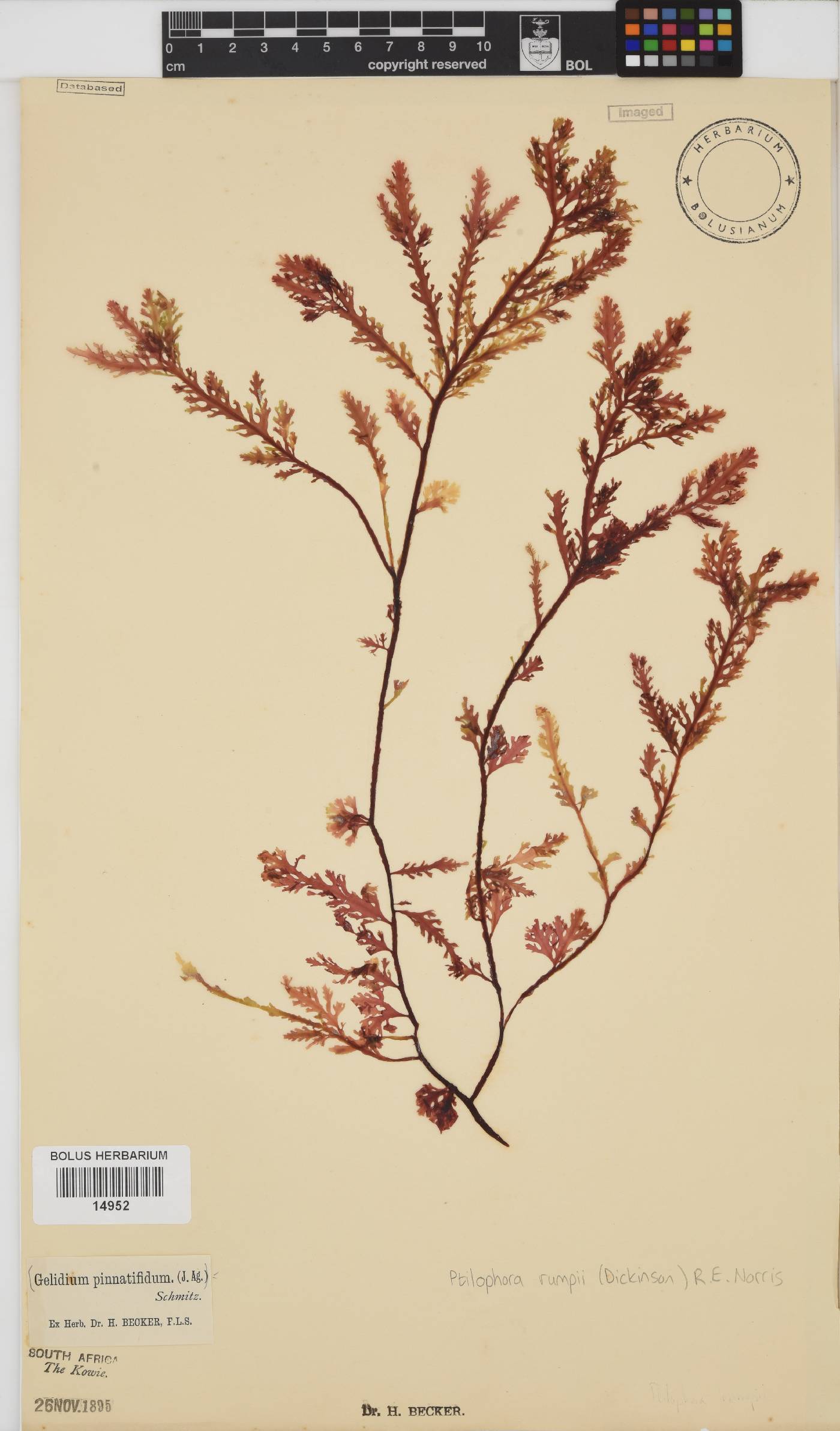 Ptilophora pinnatifida image