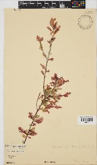 Ptilophora pinnatifida image
