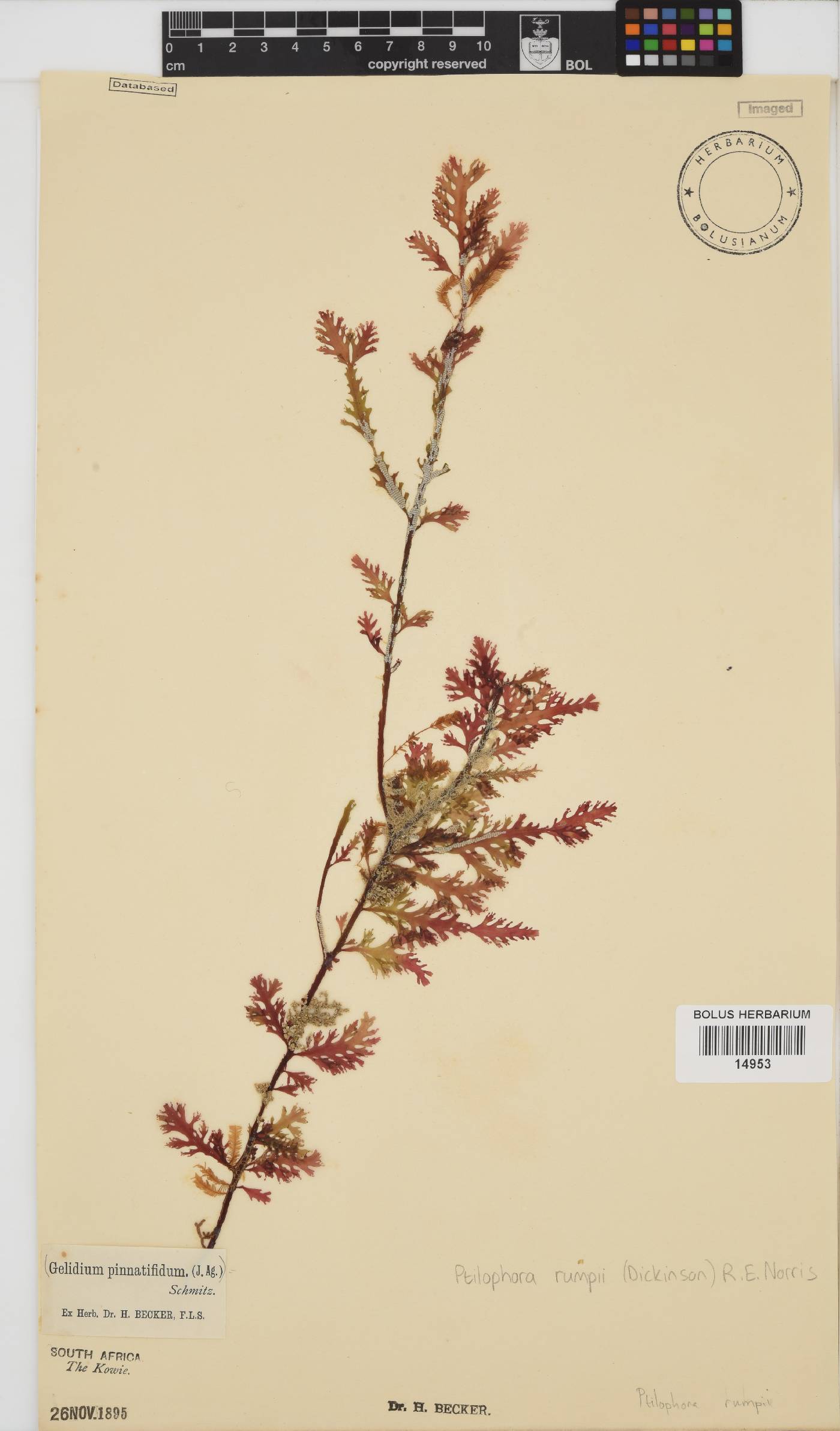 Ptilophora rumpii image