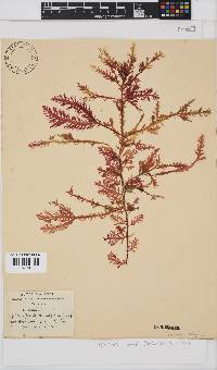 Ptilophora pinnatifida image