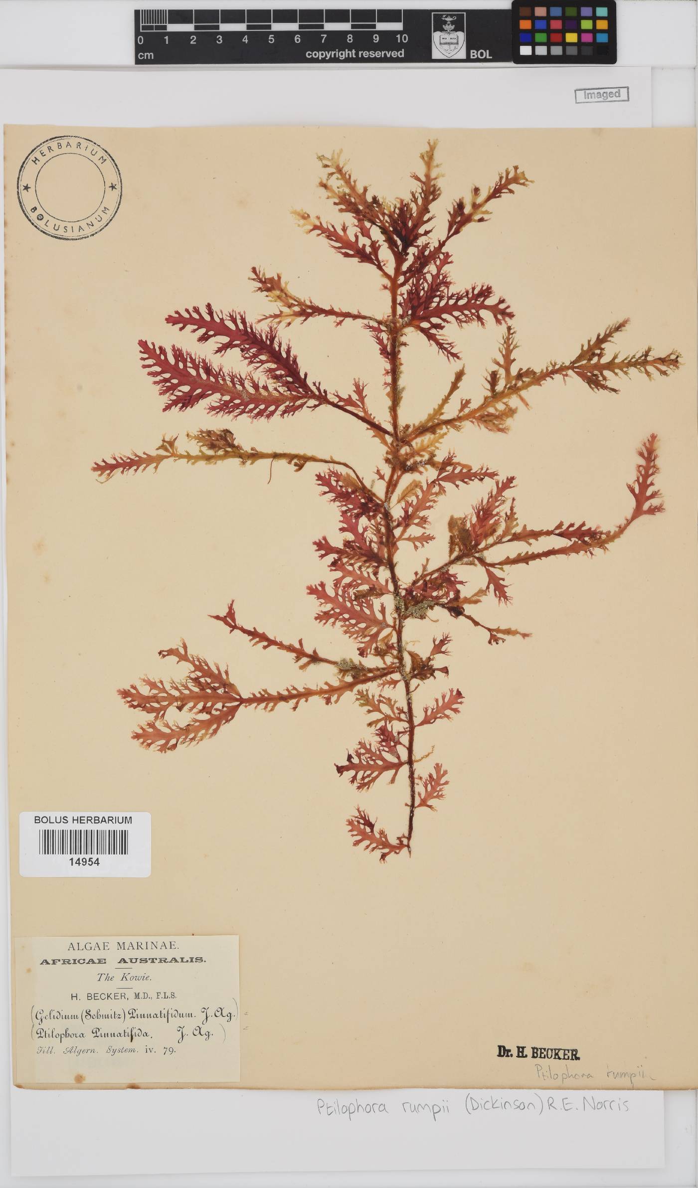 Ptilophora rumpii image