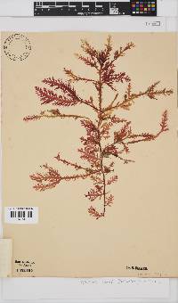 Ptilophora pinnatifida image