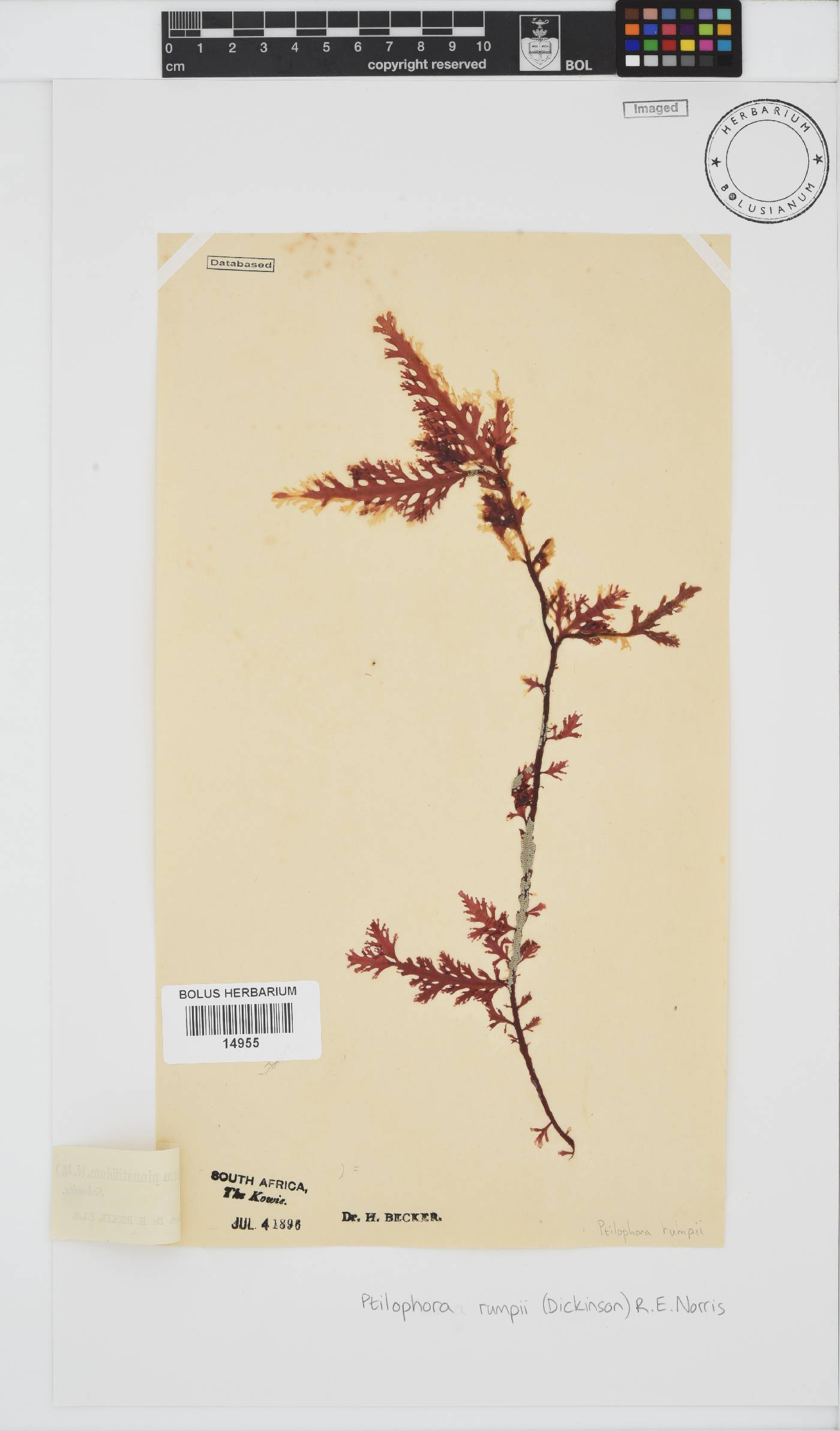Ptilophora rumpii image