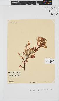 Ptilophora pinnatifida image