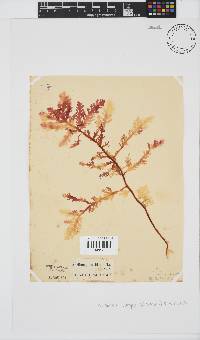 Ptilophora pinnatifida image