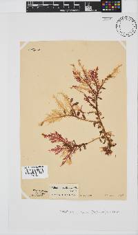 Ptilophora pinnatifida image