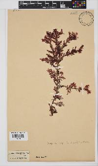 Ptilophora pinnatifida image