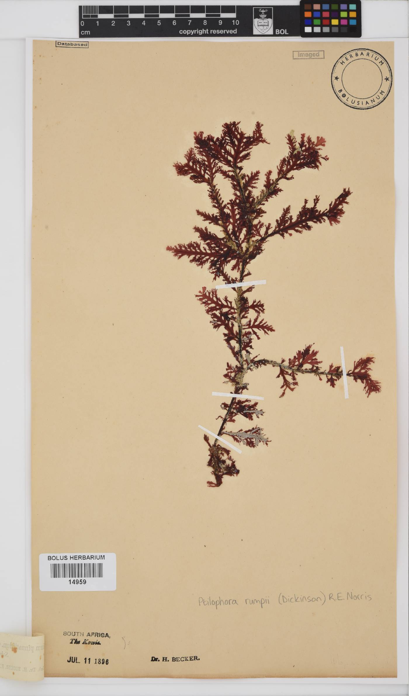 Ptilophora rumpii image
