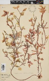 Ptilophora pinnatifida image