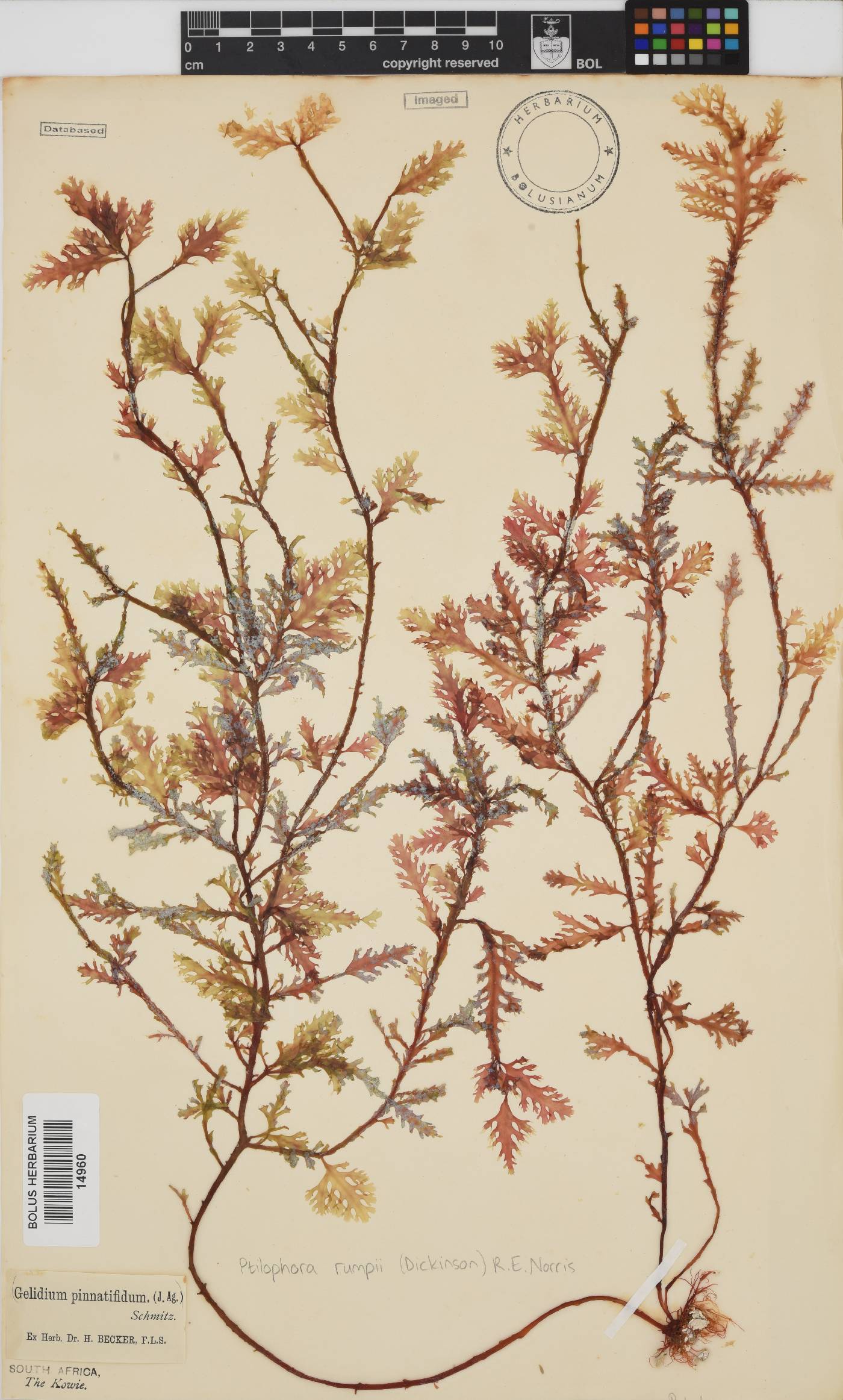 Ptilophora pinnatifida image