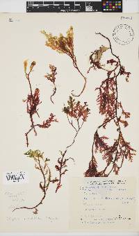 Ptilophora pinnatifida image