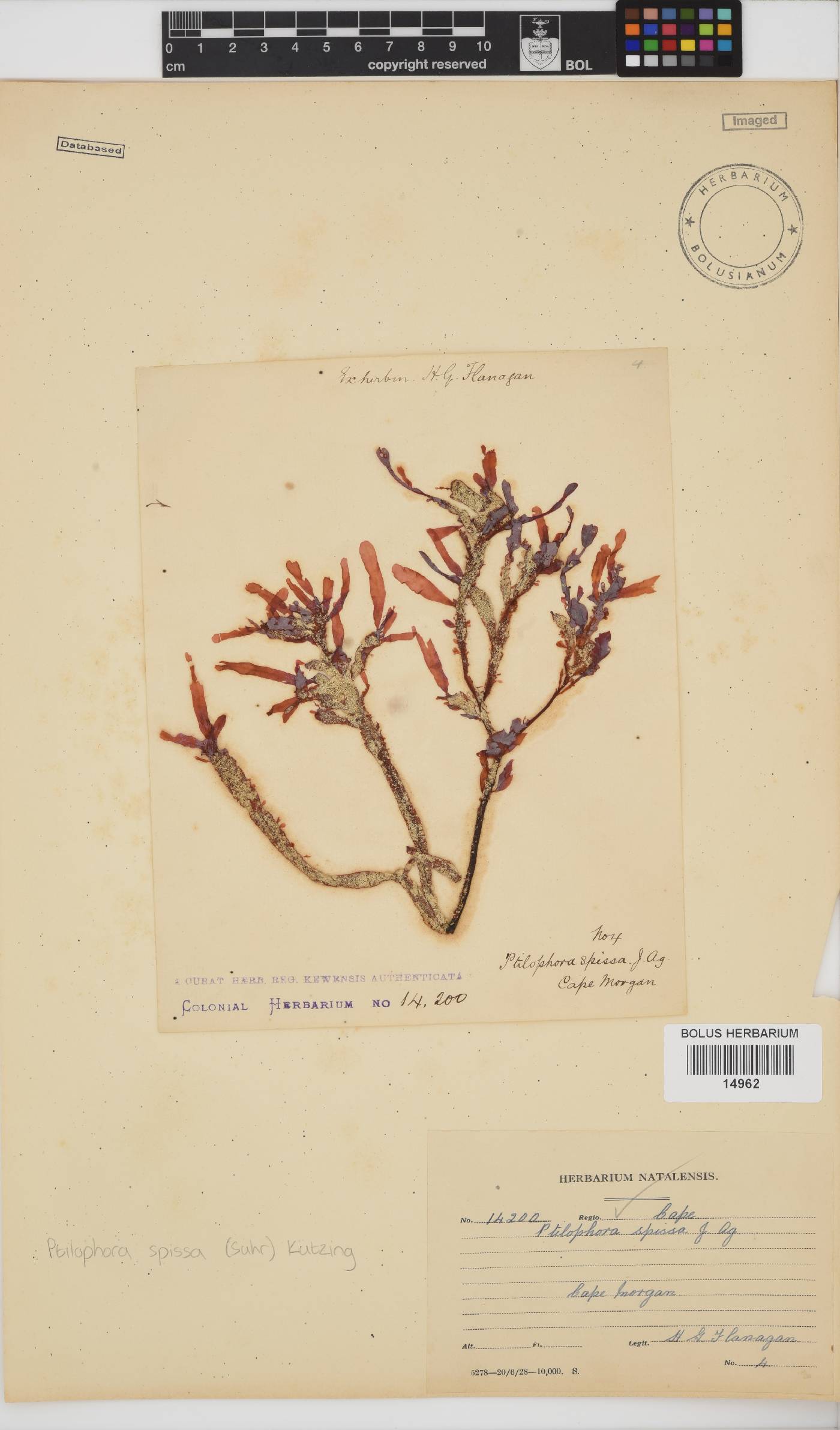 Ptilophora spissa image