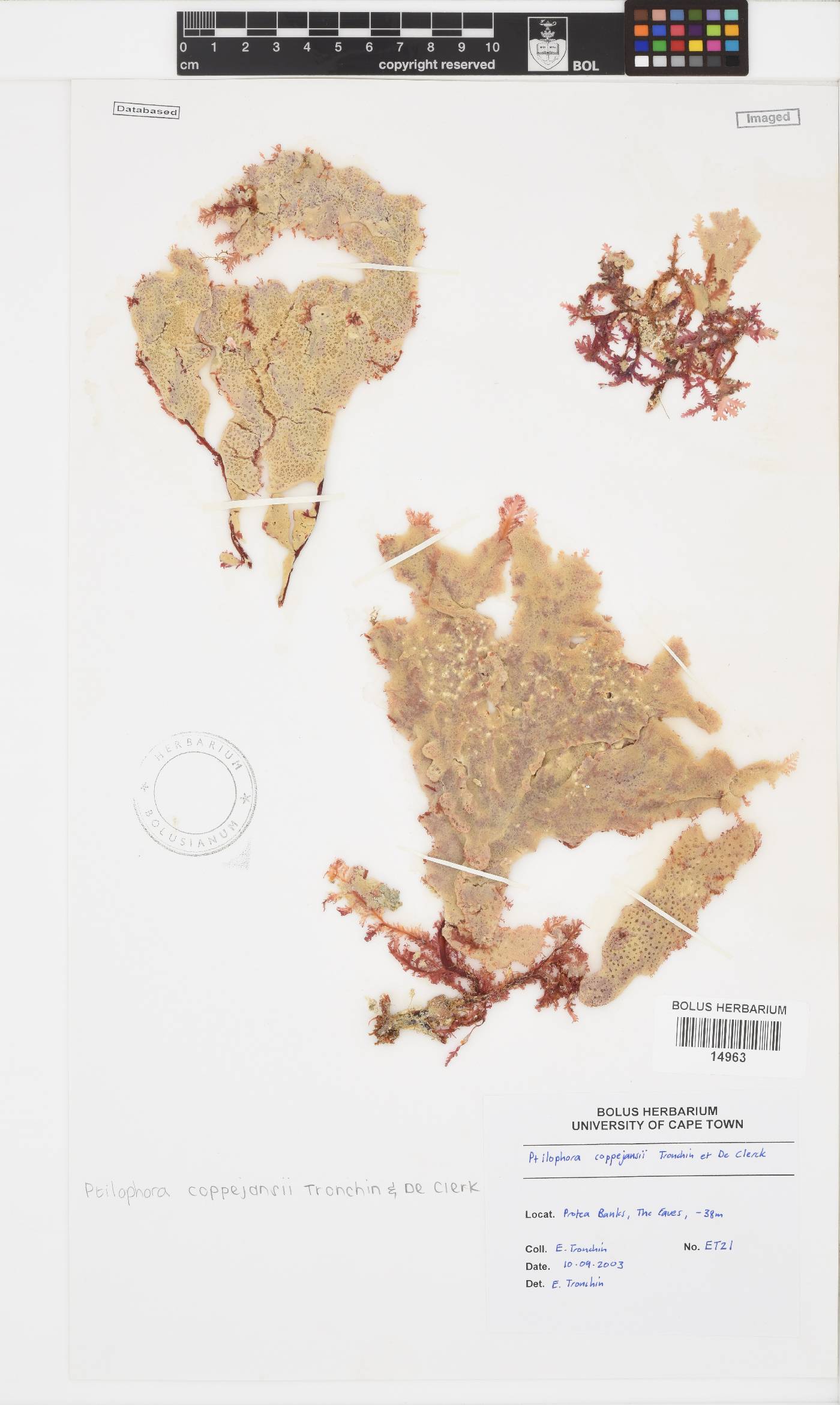 Ptilophora coppejansii image